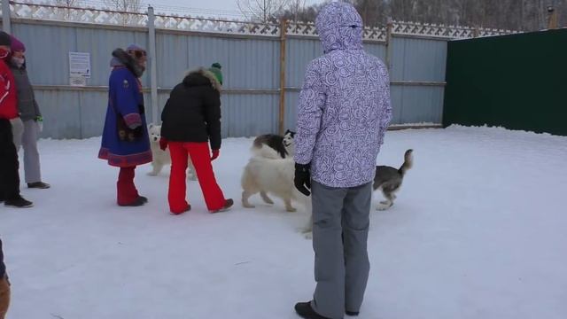 В гости к хаски, катаемся на собачьих упряжках смотреть онлайн