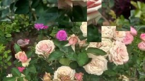 Роза Эден Романтика.Фотоэтюд.