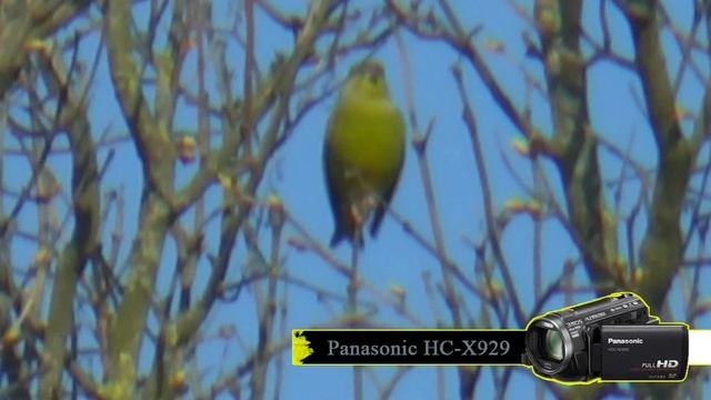 Panasonic HC-X929 Tele смотреть онлайн