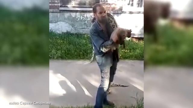 Мужчина выгуливает питона в Заречье смотреть онлайн