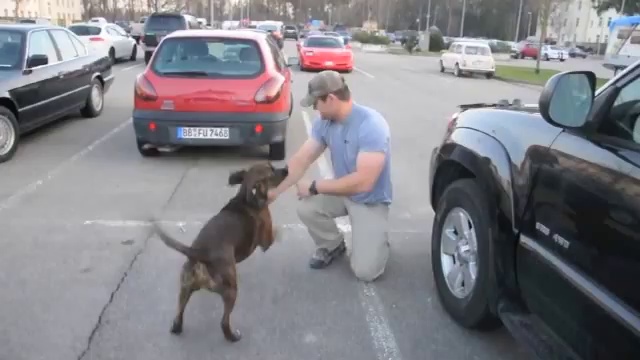 Преданный пес встречает хозяина смотреть онлайн