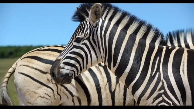 Safari Parks for kids – an amazing and quick guide to Safari Parks смотреть онлайн