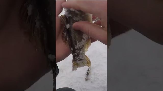 СИБИРСКИЙ МОНСТР НА КУРИНУЮ ШКУРУ #shorts #short #shortvideo #ловляротана #ротан #зимняярыбалка смотреть онлайн