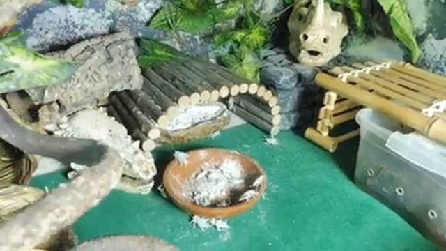 Кто ЛУЧШЕ ? Эублефары ИЛИ агамы ? Плюсы и минусы гекконов и ящеров / Содержание , кормление рептили смотреть онлайн