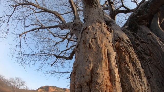 BAOBAB- THE TREE OF LIFE смотреть онлайн