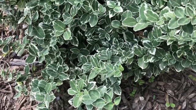 Gaiety Euonymus Plant (Winter Creeper) Information смотреть онлайн