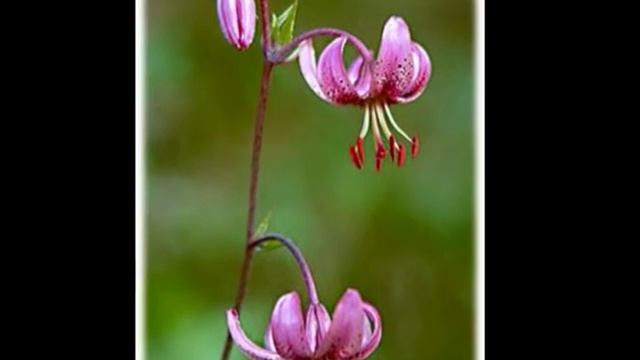 Редкие растения, занесённые в Красную книгу Югры смотреть онлайн