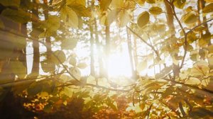 RELAX MUSIC - КРАСИВАЯ, УСПОКАИВАЮЩАЯ МУЗЫКА В НЕОКЛАССИЧЕСКОМ СТИЛЕ.