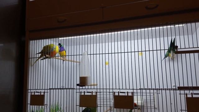 Самоизоляция с птицами. Попугаи и амадины в одной клетке. Птенцы у амадин гульда смотреть онлайн