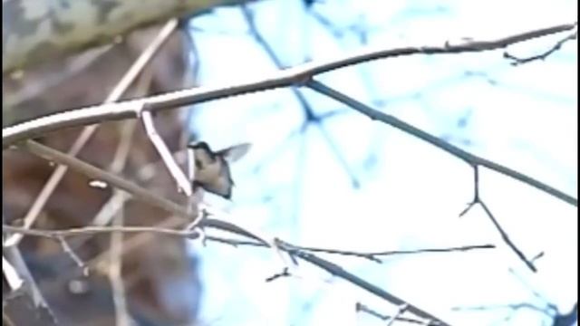 Птицы. красота полета!!! смотреть онлайн