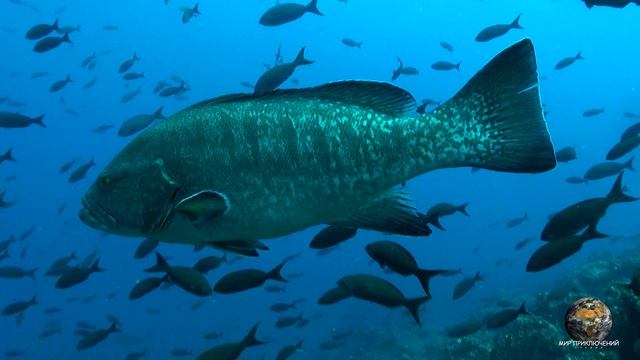 Мир Приключений - Дайвинг сафари на Галапагосских островах. смотреть онлайн