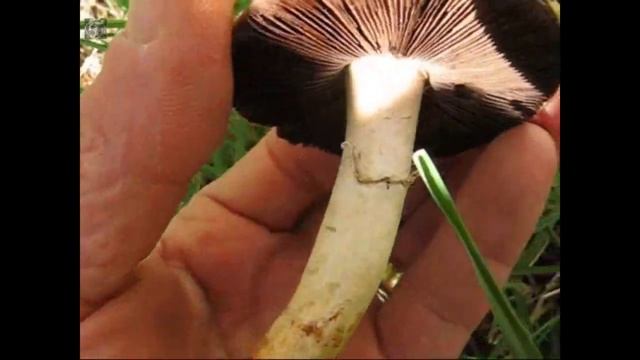 Agaricus campestris. Champimaginatis. English Text. смотреть онлайн