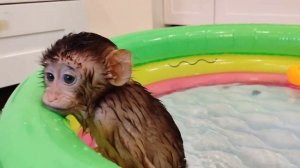 Baby monkey LULU swims for the first time in the pool with a duck