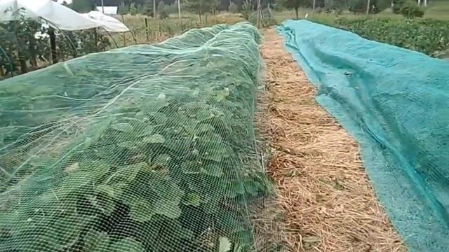 Сетка от птиц на клубнике ?. смотреть онлайн