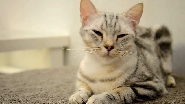 Help Your Cat Overcome Separation Anxiety - Tips & Strategies смотреть онлайн