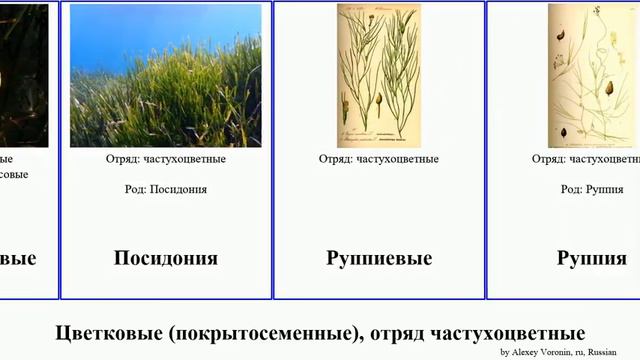 Цветковые (покрытосеменные), отряд частухоцветные апоногетон Angiosperms Шейхцерия Руппия взморник