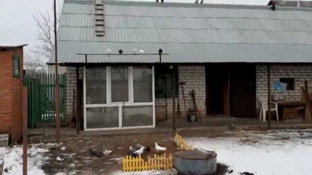 Обзор Бакинских голубей Виктора г.Бузулук! смотреть онлайн