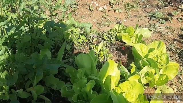 Добро пожаловать!/ Прогулки по лесу и даче/