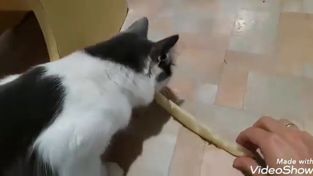 Наши пушистые вегетарианки))) Пушинка и Снежинка любят дыню))) смотреть онлайн