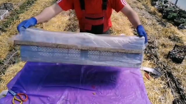 Простейший Парничок Для Размножения Туи За Копейки Своими Руками. смотреть онлайн