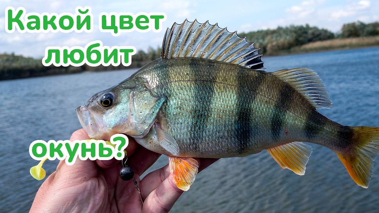 Какой цвет приманки любит окунь ? / Рыбалка на Спиннинг / Хищник на озере / Окунь на Джиг / смотреть онлайн