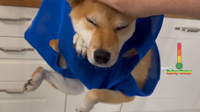 Dramatic Shiba Screams in nail grooming MELTDOWN смотреть онлайн