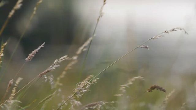 Should You BUY The Sony ZV E10