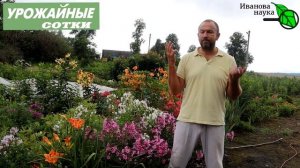 Что посадить после чеснока? Что-то очень вкусное!