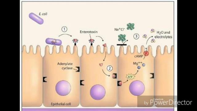 Escherichia coli - Facultad de Medicina UAdeC UT смотреть онлайн