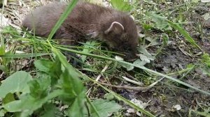 Полуторамесячный детёныш лесной куницы