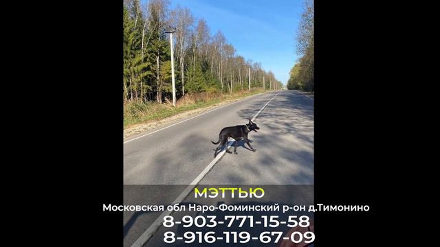 Пропала собака! МЭТТЬЮ Московская обл Наро-Фоминский р-он д.Тимонино смотреть онлайн