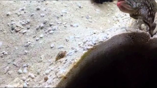 Странное поведение рыб удалось снять на камеру! Такого ещё никто не видел! смотреть онлайн