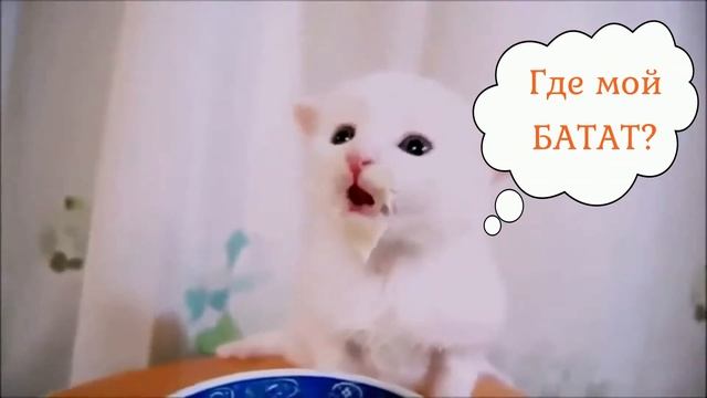 Батат — почему этот сладкий картофель так популярен? смотреть онлайн