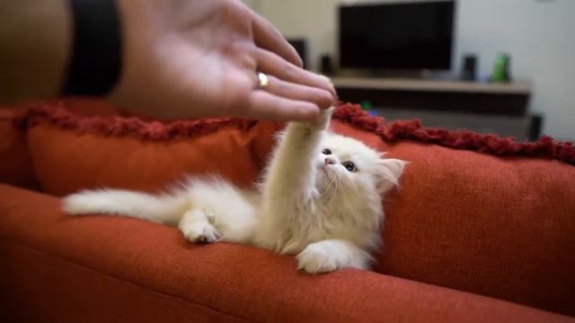 Top 10 World’s Most Exotic Cats смотреть онлайн