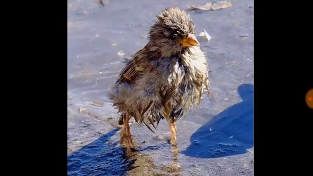 Басня-Корова,воробей и кот-Фридрих Абкин- смотреть онлайн