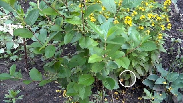 Черноплодная рябина с полезными свойствами | Лечебная ягода смотреть онлайн