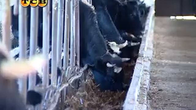 Туберкулёз у корова смотреть онлайн