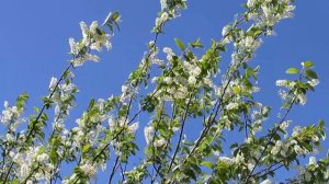 ветви черёмухи