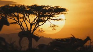 Король Лев 2019