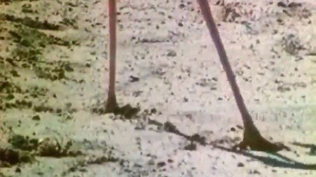Птица-секретарь смотреть онлайн