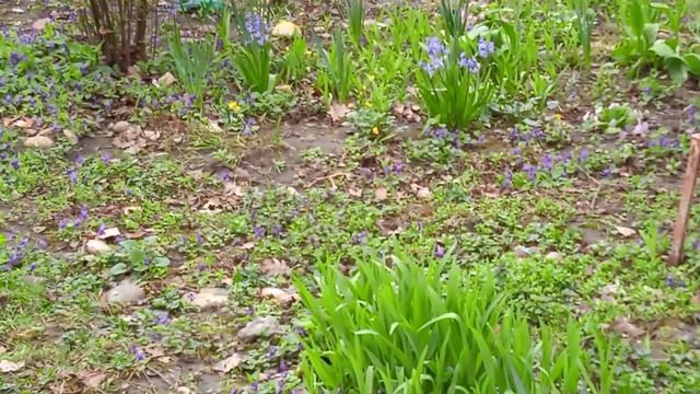 Уличные фиалки, котик на лавке, цветочная фото-сессия под музыку? смотреть онлайн