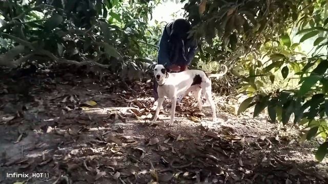 man and dog with mating смотреть онлайн