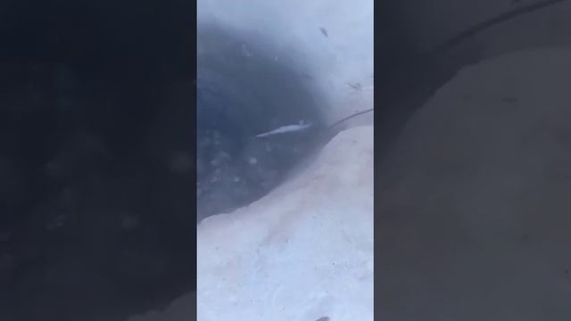 Нерпа в гостях, Дудинка! смотреть онлайн