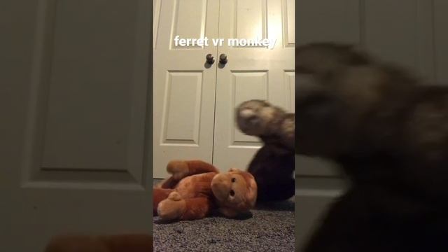 Ferret versus monkey смотреть онлайн