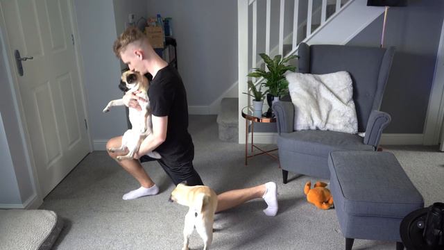 Pug Home Workout! .. No weights? No problem! смотреть онлайн