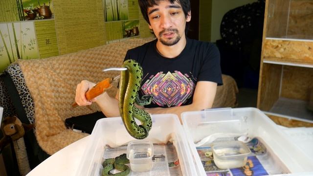 ОПАСЕН ЛИ УКУС НИЦШЕ? Рассказ о черно-зеленой кустарниковой гадюке (Atheris nitschei) смотреть онлайн