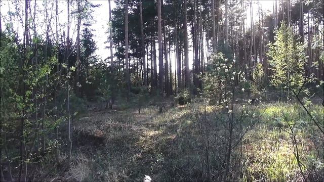 РУССКИЕ ГОНЧИЕ. ч. Говоруша и Майя 11 мес. вл. Шатров В.А. смотреть онлайн