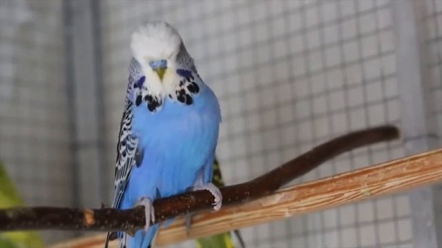 Выставочный волнистый попугай самец Персей 9 мес. смотреть онлайн