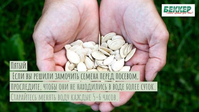 Учимся отбирать семена по-новому смотреть онлайн
