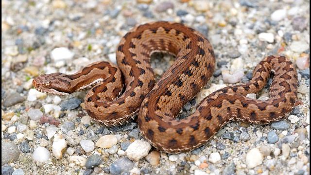 Гадюковые смотреть онлайн